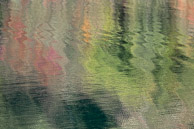 Forest Reflections