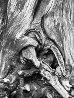Stumped