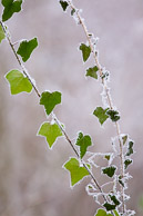 Winter's Coat 2