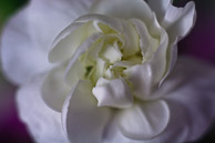 The Mighty Rose